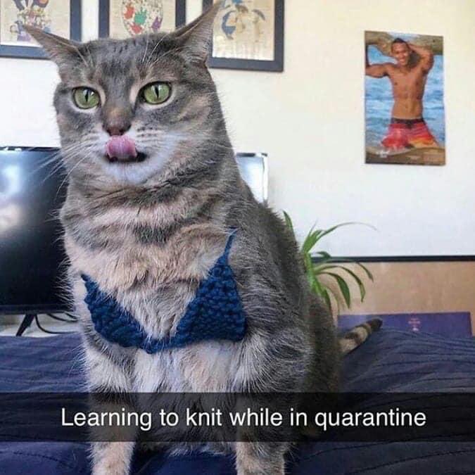 FUNNY PICTURES OF CATS (@professorchonk) on Twitter photo 