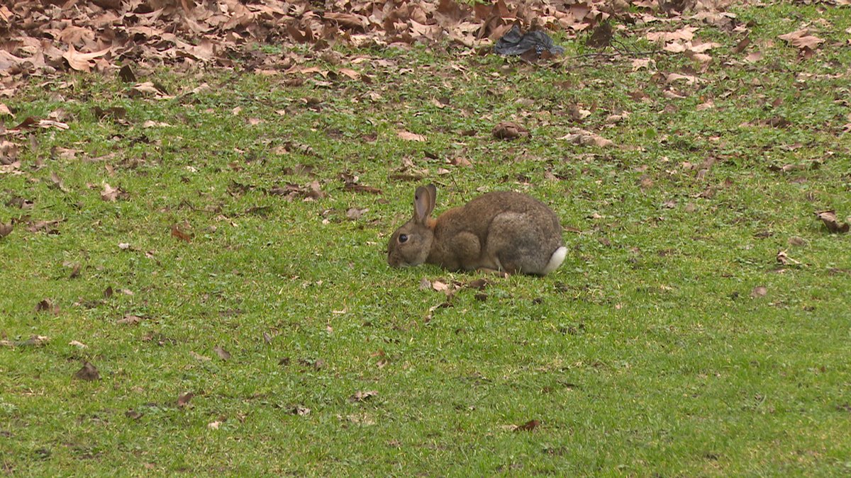 Jagdreporter (@jagdreporter) on Twitter photo #Wildkaninchen fühlen sich in Großstädten wie Frankfurt sehr wohl. Was können wir daraus lernen, um Lebensräume im Offenland zu erhalten und attraktiver zu gestalten?
Heute zu Gast: Verhaltensbiologin Dr. Madlen Ziege. <a href="/podcasterDE/">podcaster.de</a> <a href="/Stadt_FFM/">Frankfurt am Main</a>
jagdtalk.de/jagd-podcast-j… #Wildkaninchen fühlen sich in Großstädten wie Frankfurt sehr wohl. Was können wir daraus lernen, um Lebensräume im Offenland zu erhalten und attraktiver zu gestalten?
Heute zu Gast: Verhaltensbiologin Dr. Madlen Ziege. <a href="/podcasterDE/">podcaster.de</a> <a href="/Stadt_FFM/">Frankfurt am Main</a>
jagdtalk.de/jagd-podcast-j…