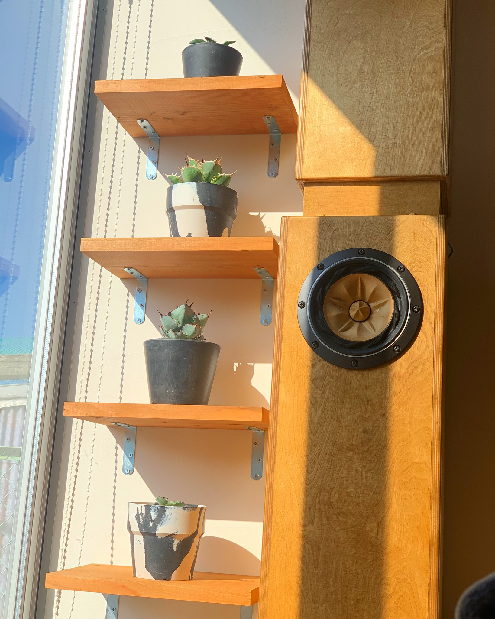 Nakave 日当たりが良いから 窓際に棚を設置 リビングでくつろぎながら眺めれる 最高やん Diy 棚 植物棚 日当たり 抜群 西日に注意 Agave Agavetitanota Agavelife アガベ Plants Plantstagram 植物 植物のある暮らし アガベ中毒 多肉