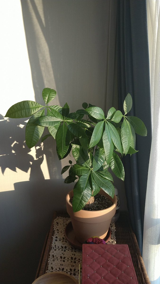 Dari 先週一回り大きい鉢に植え替えたパキラちゃん 一週間でいきなり成長してきたぁ スクスク育つの観るのは楽しいねぇ パキラ 観葉植物 成長が早い Dari 先週一回り大きい鉢に植え替えたパキラちゃん 一週間でいきなり成長してきたぁ スクスク育つの観るのは楽しいねぇ パキラ 観葉植物 成長が早い