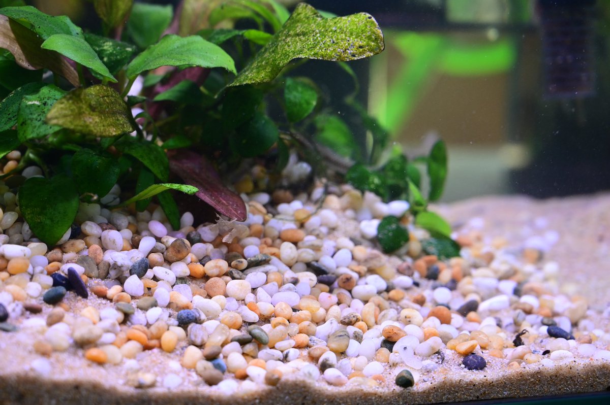 Aquarium Kind こちらは新南部砂利と呼ばれる渓砂で 人気の津軽プレミアムと呼ばれる砂利を少し大きくしたような粒感です チャート系の茶色と白い石が中心で 茶色系の底砂と相性がいいです 津軽プレミアムと合わせてもいい感じです 写真は田砂と Aquarium Kind こちらは新南部砂利と呼ばれる渓砂で 人気の津軽プレミアムと呼ばれる砂利を少し大きくしたような粒感です チャート系の茶色と白い石が中心で 茶色系の底砂と相性がいいです 津軽プレミアムと合わせてもいい感じです 写真は田砂と