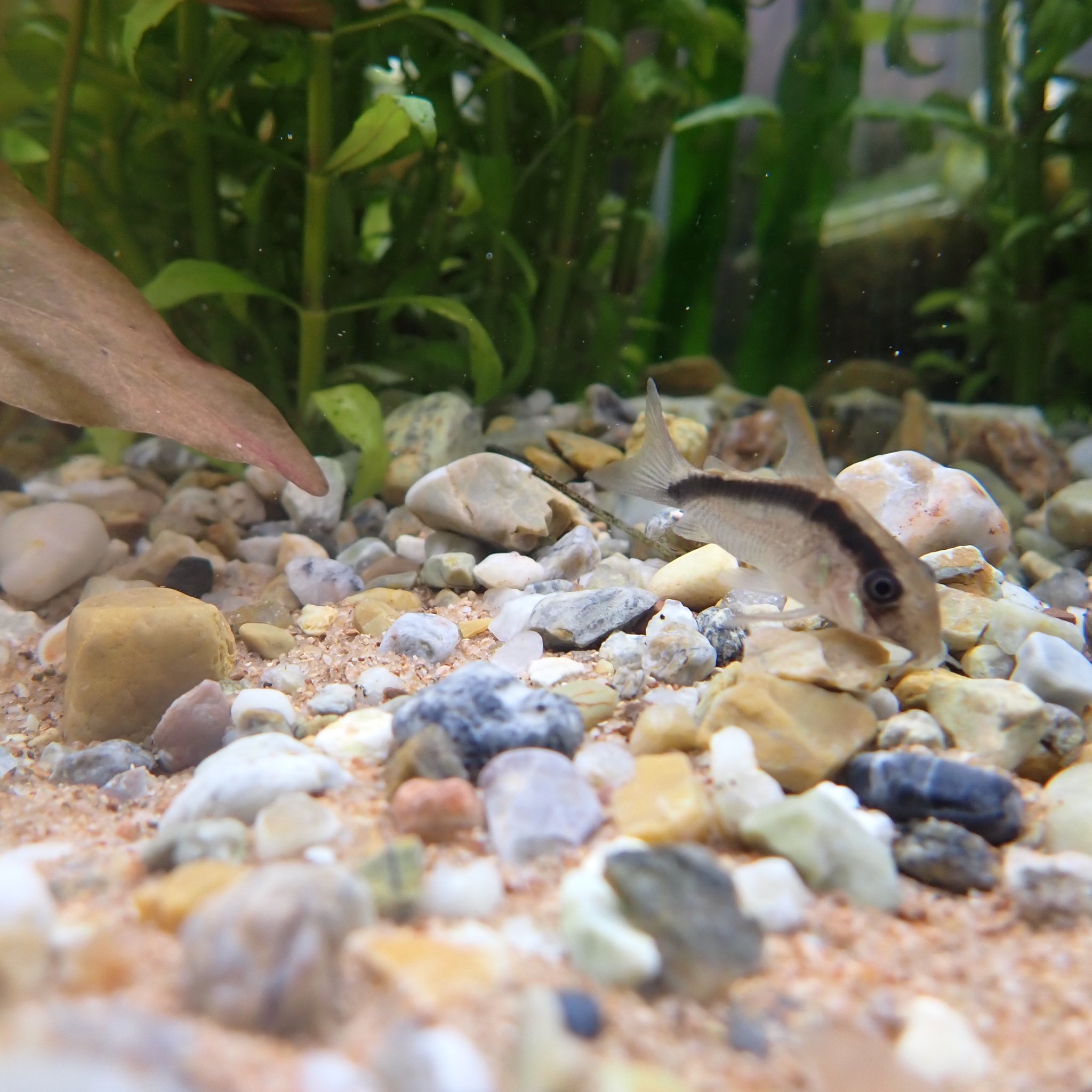 Aquarium Kind こちらは華錦と呼ばれる川砂利 渓砂 で 角ばった自然な砂利 感と明るい色味の中身青やグレーも混じる自然な砂利です 粒のサイズが豊富で 細かいものから大きいものまで選べます こちらも白系の砂とよく合います T Co Guyr3jdwhr