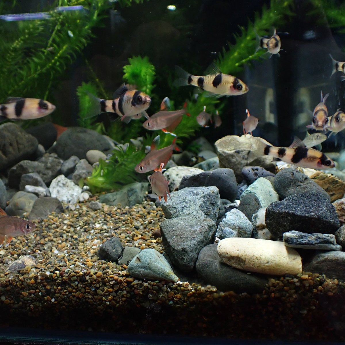Aquarium Kind こちらは新南部砂利と呼ばれる渓砂で 人気の津軽プレミアムと呼ばれる砂利を少し大きくしたような粒感です チャート系の茶色と白い石が中心で 茶色系の底砂と相性がいいです 津軽プレミアムと合わせてもいい感じです 写真は田砂と Aquarium Kind こちらは新南部砂利と呼ばれる渓砂で 人気の津軽プレミアムと呼ばれる砂利を少し大きくしたような粒感です チャート系の茶色と白い石が中心で 茶色系の底砂と相性がいいです 津軽プレミアムと合わせてもいい感じです 写真は田砂と