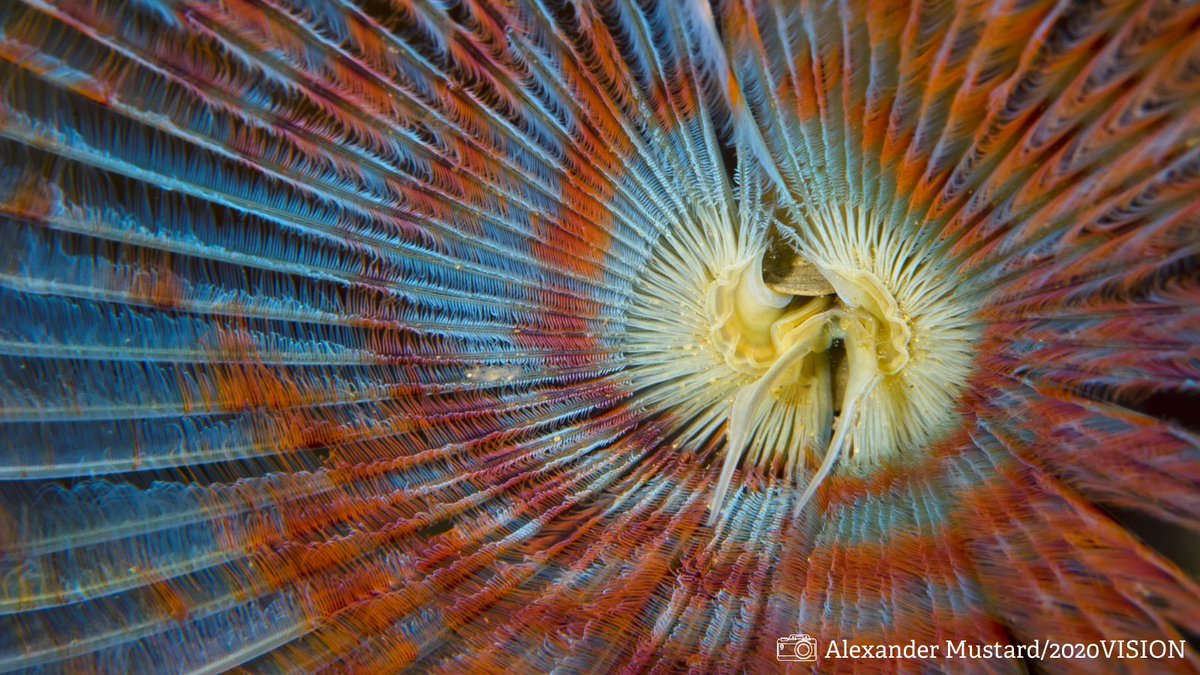 LivingSeasNW's tweet photo. It's #SpeciesSunday! 

Today's species is the peacock worm. 🦚✨

🌈 This worm is very colourful, with a yellow-orange or greyish-purple body and a tentacle crown banded in red, brown and purple, which extends out to filter small food particles from the water.

#SpeciesFactFile https://t.co/twKZ1tGl8w