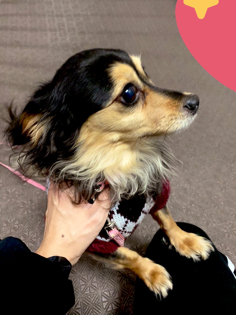 透 あまりにも腕が筋肉痛過ぎて一生布団にいたけど流石に休日寝たきりは自堕落すぎると思いｲｯﾇの散歩に行った