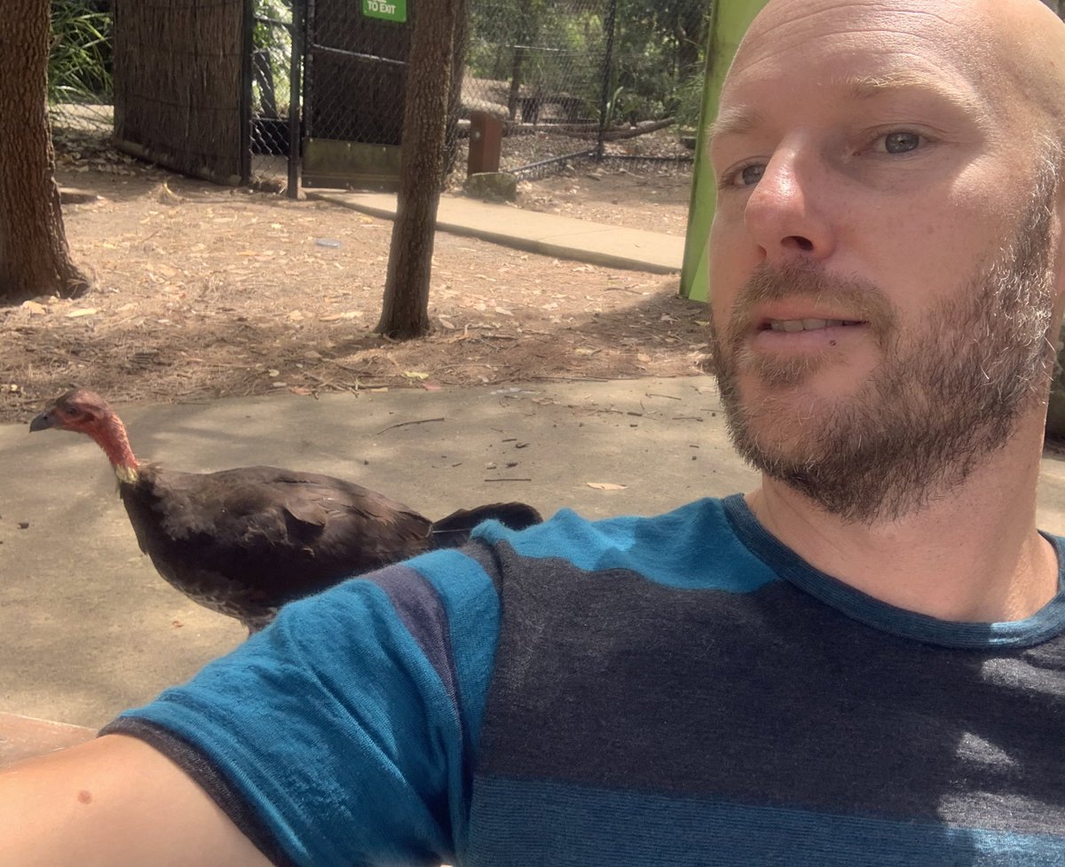 Wingtags's tweet image. Are you like @Zoe_Sadokierski, happy to be stalked by a Brush-turkey?

I have the pleasure of working with Dr Zoe on @UrbanFieldNats 
We can all participate by writing a story (~200 words) about a moment you were captivated by nature eg you shared your lunch with a #Brushturkey