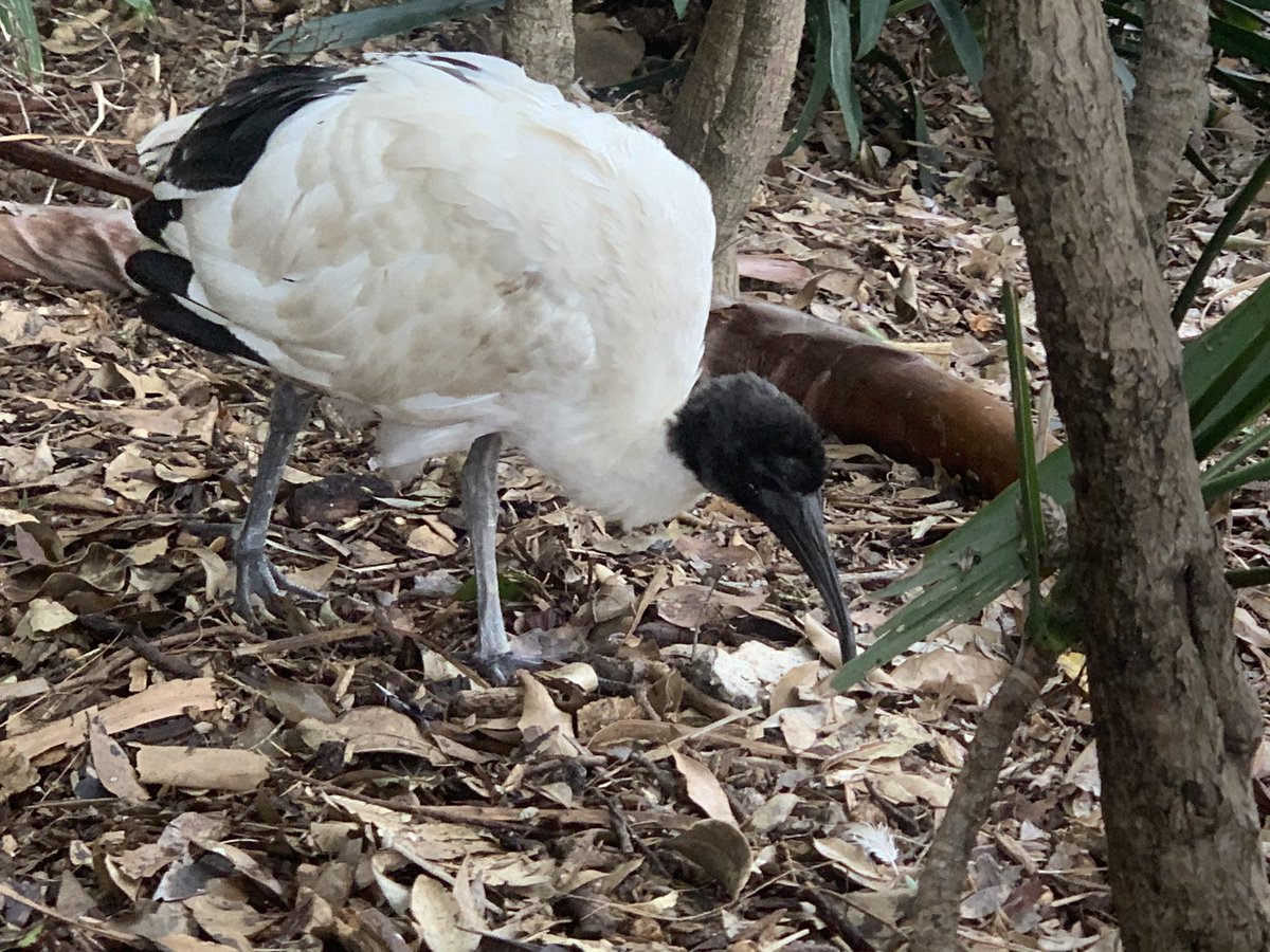 Wingtags's tweet image. Are you like @Zoe_Sadokierski, happy to be stalked by a Brush-turkey?

I have the pleasure of working with Dr Zoe on @UrbanFieldNats 
We can all participate by writing a story (~200 words) about a moment you were captivated by nature eg you shared your lunch with a #Brushturkey