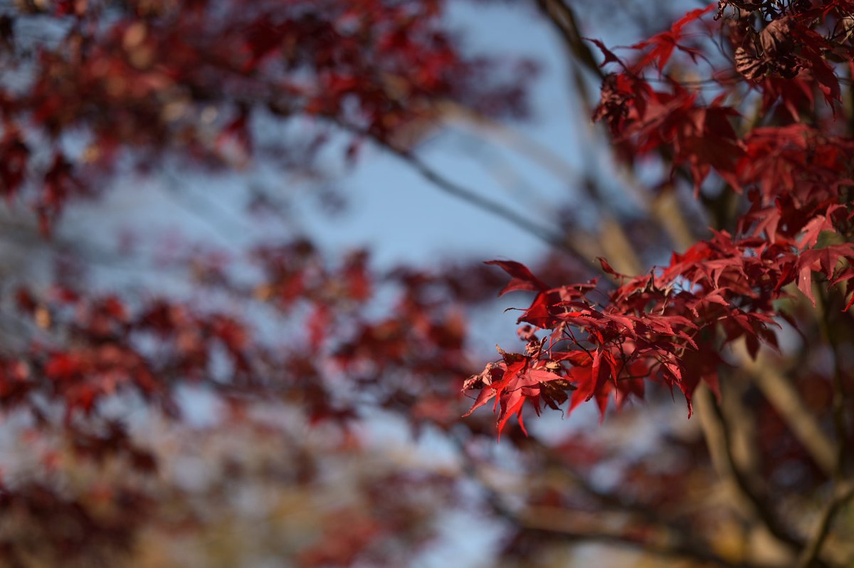 紅葉も散り際。

#nikon #z6 #z85mmf18