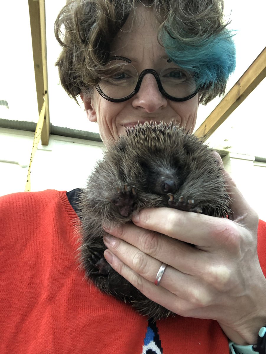  @Poppyshedgehogs is the amazing hedgehog rescue shelter where I volunteer every Tuesday morning run by Ann and Chris who rely entirely on donations to feed over 100 hedgehogs
