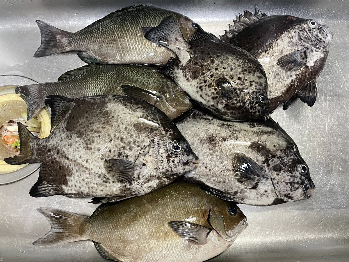 鹿島釣り日記 午後の釣果 フカセでぽん 尾長も口太も脂が乗ってパンパンですね シマダイよりイシガキばかりですが味はイシガキの方が好きなのでラッキーです イシガキダイ メジナ 鹿島港
