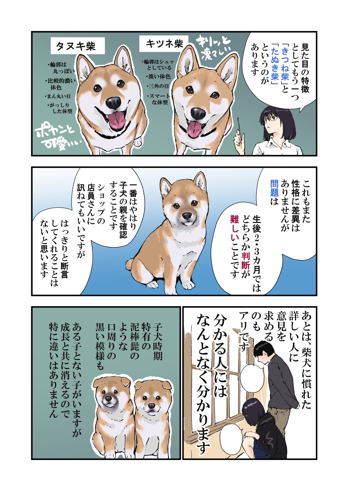 石原 雄 柴犬を飼うことを検討してる方へ 柴犬の子犬選びについての話 T Co 2xcplusnn6 Twitter