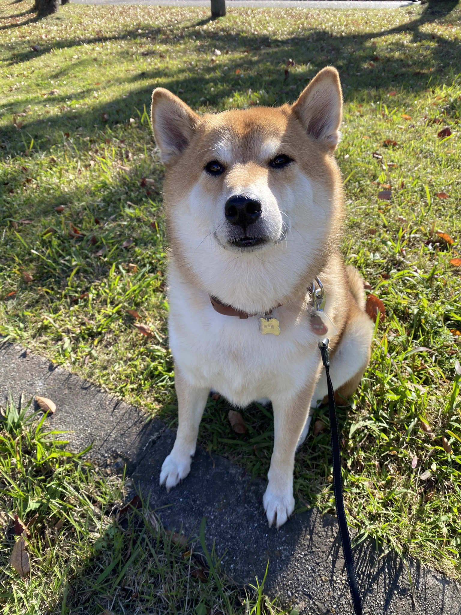 @K5dbZRmjNe77i5r うちの子は、先祖返りしまくって大柄です笑
柴犬ブームの中で売れ残り、８ヶ月になるまで買い手がつかない子でした。
命を飼うことの大切さや衝動買いやブームだけで飼わないように伝えてくれる漫画は有難いです。
これからも頑張ってください。 