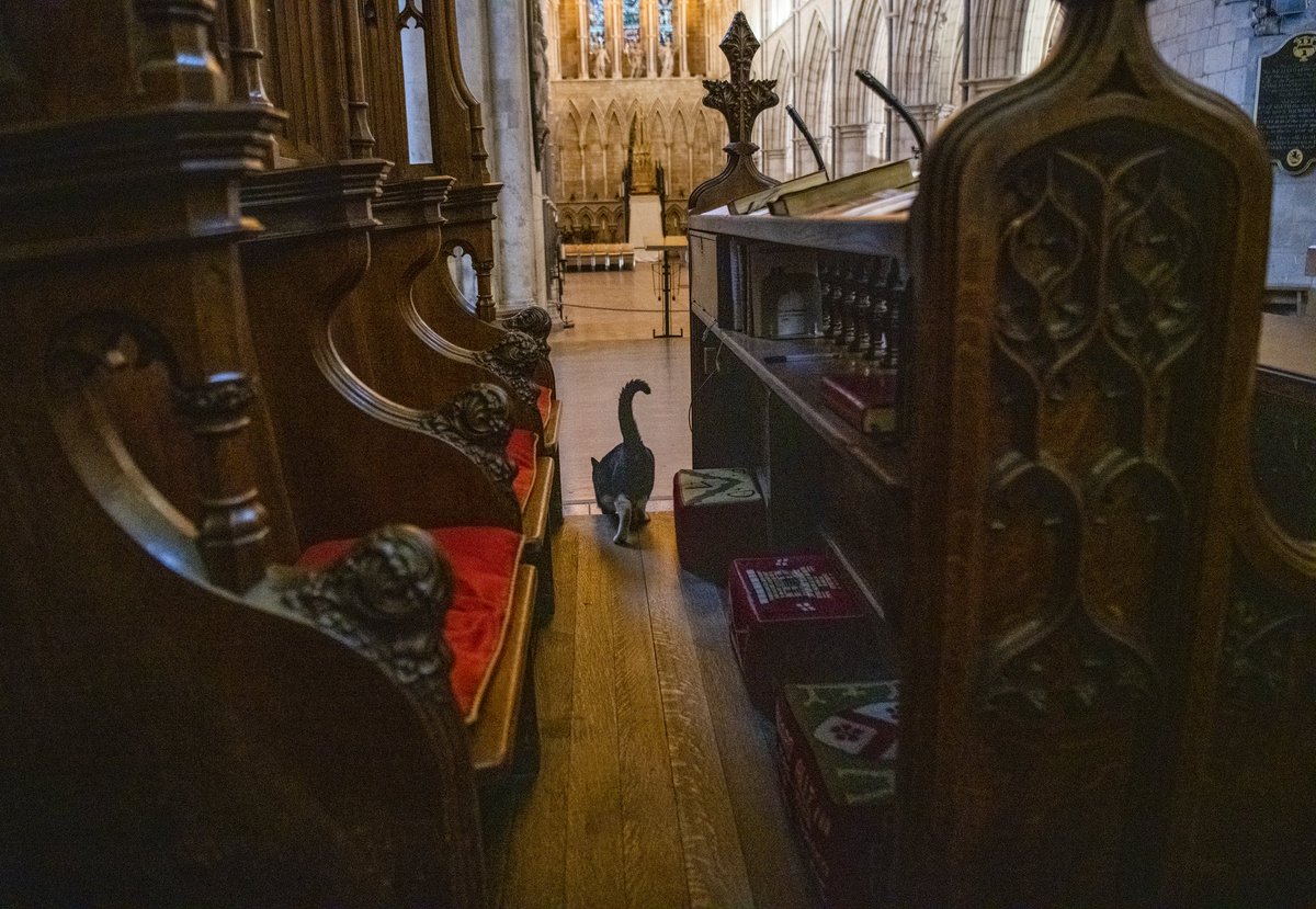 HodgeTheCat's tweet photo. Hello I'm Hodge and I live at the wonderful @Southwarkcathed 😺😺 https://t.co/vfQHy3Jo6h