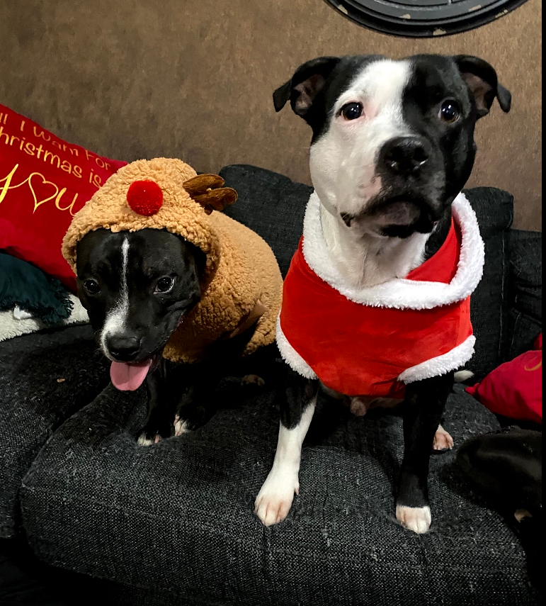SandraSaluti's tweet photo. Oh noes its x-mas time again #momforsale @Paxxi https://t.co/BE70bu1DNE