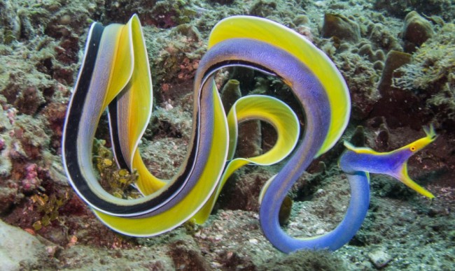 La morena cinta (Rhinomuraena quaesita) es un ejemplo de la extraordinaria diversidad de estos peces (Anguilliformes - Muraenidae), que representan el concepto de "belleza fatal". Se distribuye ampliamente desde África oriental a la Polinesia Francesa y puede alcanzar los 130 cm.