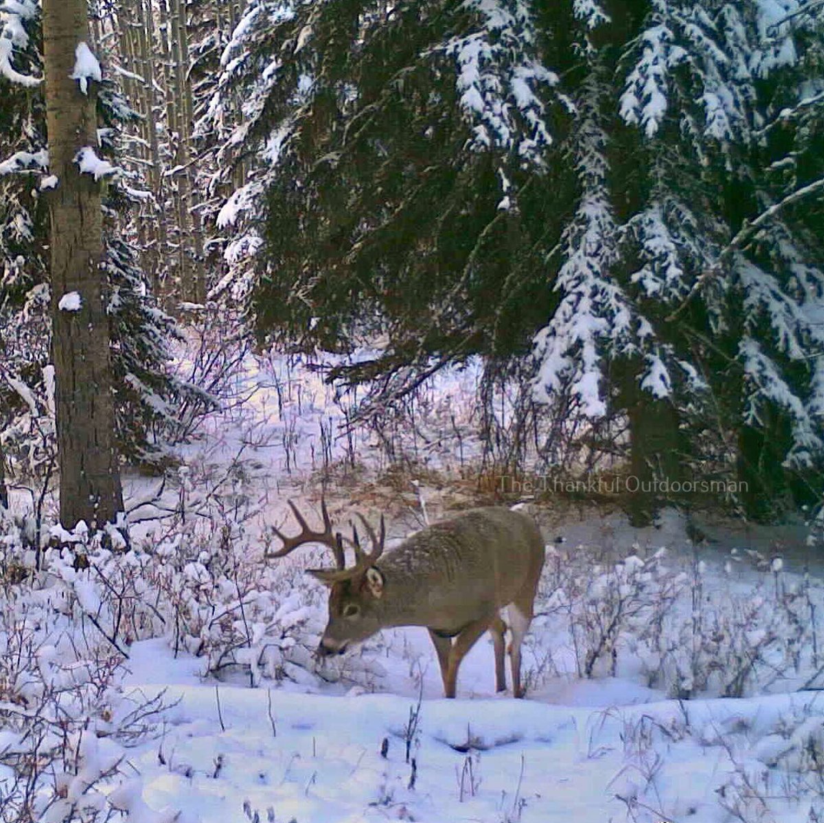 The Thankful Outdoorsman tweet media