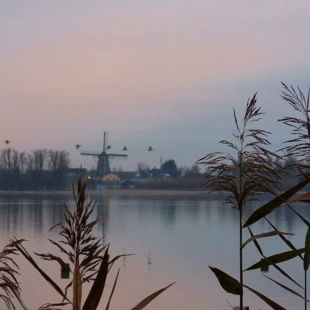 KeizerEllen's tweet photo. Zondagmorgen - lekker fris, ganzen, een molen - ikkeurhetgoed #dobbeplas #windlust #nootdorp https://t.co/mt3oOMNCwi https://t.co/xTDMrPbpfL