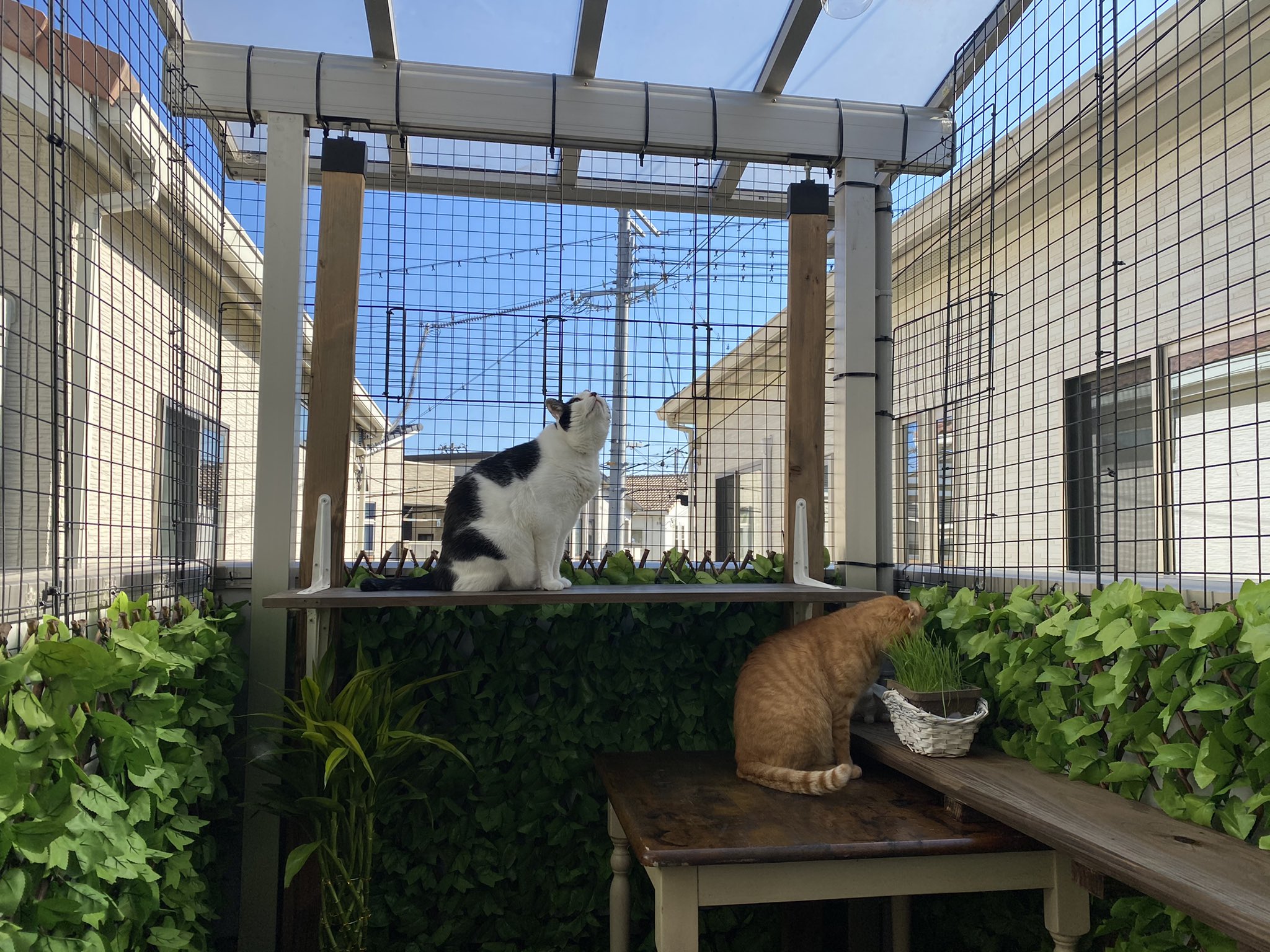 片山 楊子 ベランダの網をフェンスに変えて床材を敷き替えたりちょっと模様替えした ベランダdiy 猫用ベランダ 猫脱走転落防止 猫 猫のいる暮らし 猫好きさんと繋がりたい T Co Mshvutnzsp Twitter