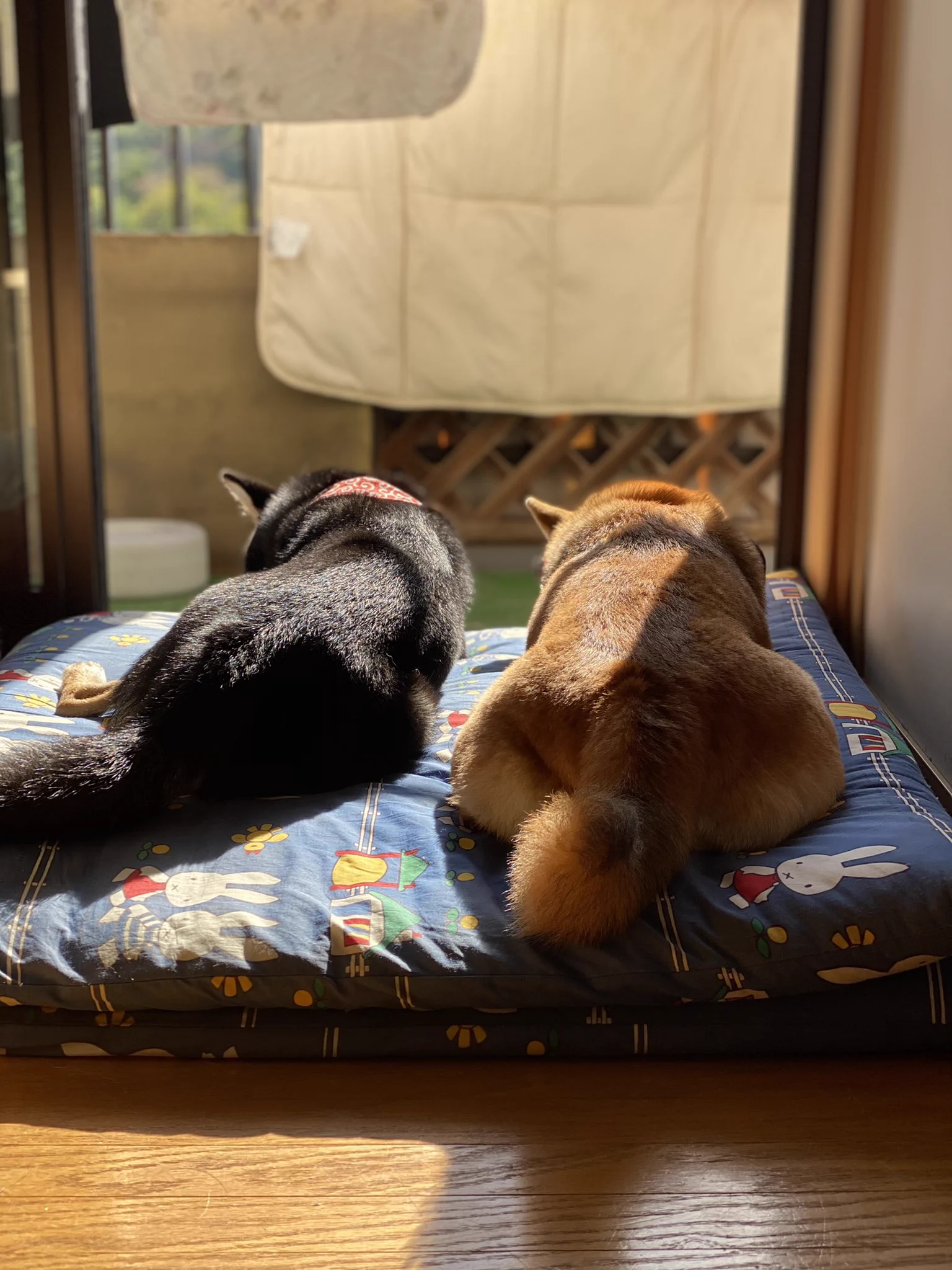 @K5dbZRmjNe77i5r 犬にも一重二重あるんですね！
勉強になります！我が家の犬は一重でした笑 