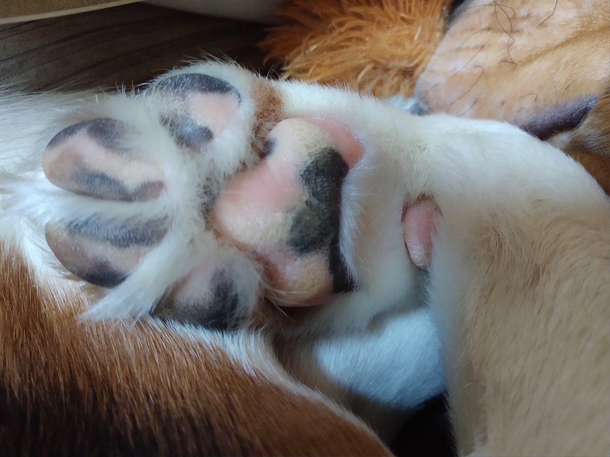 graciemaebeagle's tweet photo. Somebody out there needs to see a puppy paw today https://t.co/iroflNlvMw