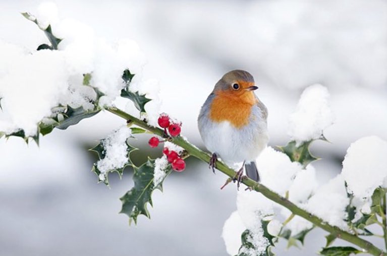 Es3Greta's tweet photo. Guardo il mondo con gli occhi disincantati di chi ha sofferto molto 
Ma che ha lottato anche di più
A incantarmi è comunque e sempre la meraviglia della natura

#CasaLettori
#BuongioniSsìSìmo! #Greta https://t.co/AKrJnvsT2a