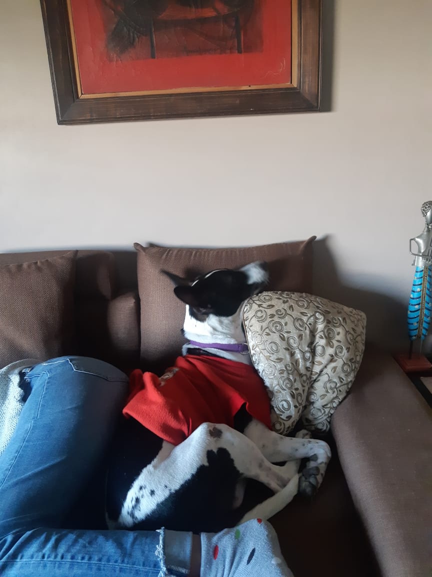 elicattt's tweet photo. My dog takes joined at the hip v literally https://t.co/Dia8EnkCSc