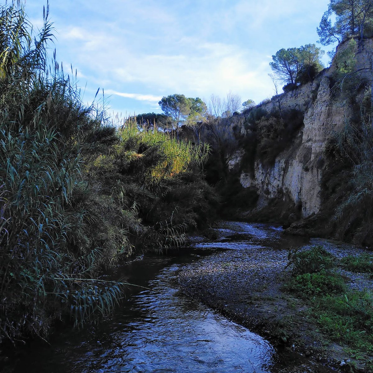 El riu Anoia entre entre Canaletes (municipi de Cabrera d'Anoia) i Sant Jaume de Sesoliveres (municipi de Piera). #aigua #aiguaésvida #Anoia
#riuAnoia #Anoia #Piera #cabreradanoia <a href="/aiguaesvida/">Aigua és Vida</a> <a href="/aigua_cat/">ACA</a>

Foto: Claudia (Piera)