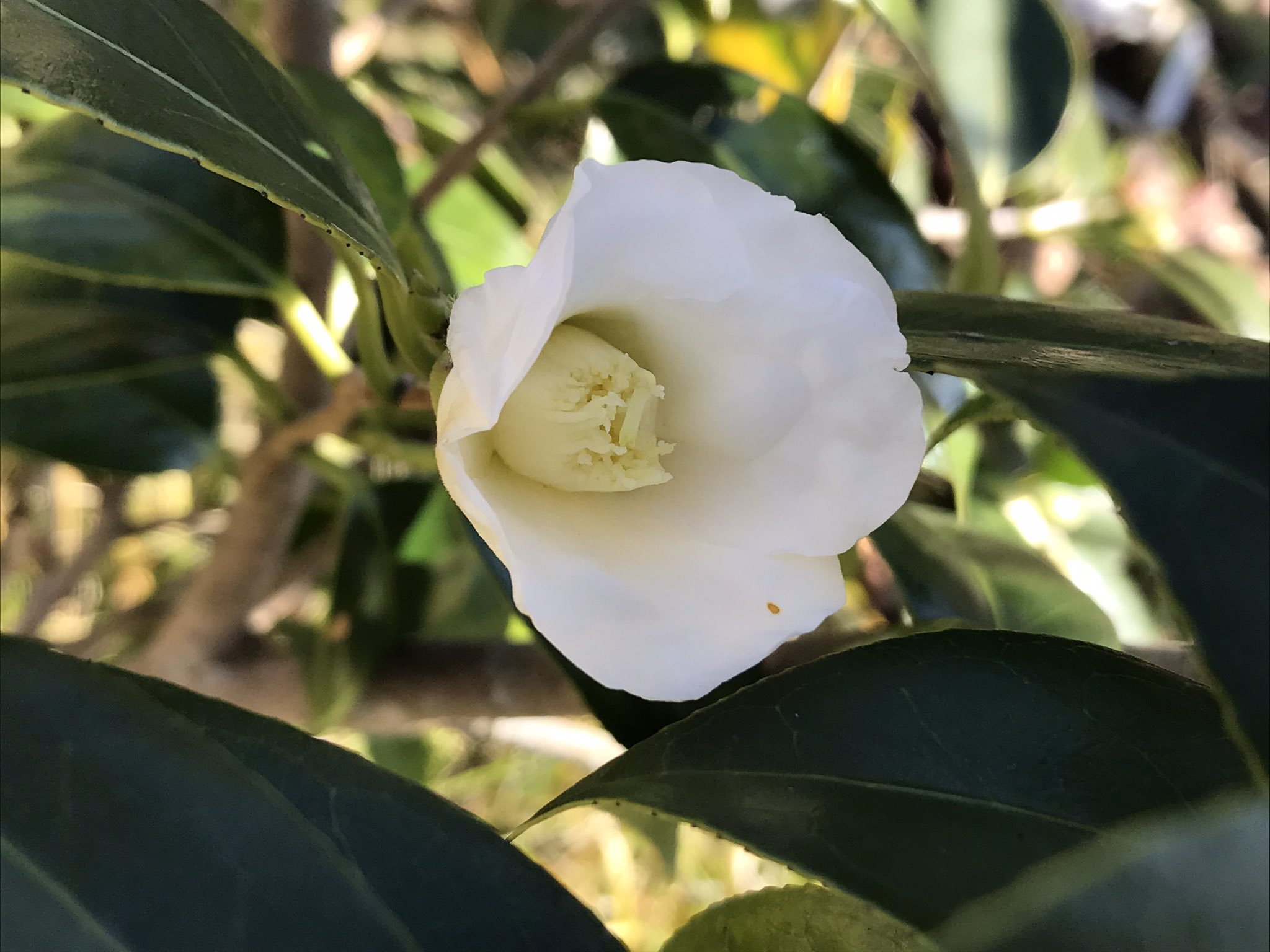 けぃ 侘助が咲きました さだまさし 春告鳥 椿