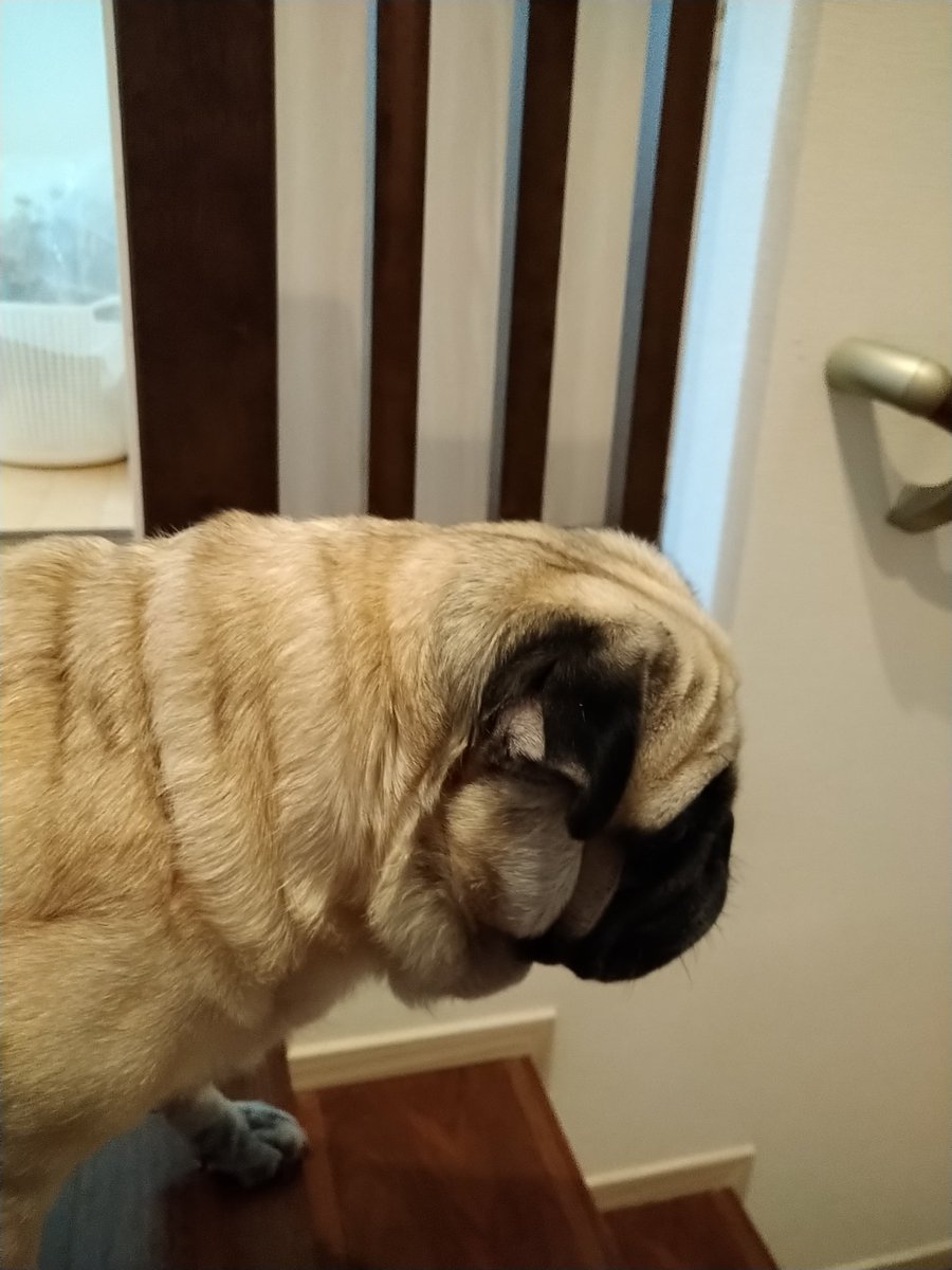 もなか とある占い師の相棒パグ犬 ジェイちゃんの気持ち分かるのだー でもボクは布団に潜るより ストーブの前で寝る方が好きだから ご主人に 猫 か とツッコまれてるのだー