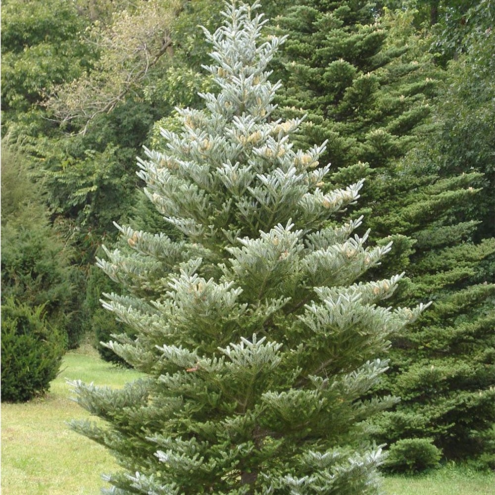 This is an illustrated key to the genera of the Gymnosperm family Pinaceae. This is the biggest and in many ways the most important of the conifer families, and contains many of the really familiar kinds: pines, spruces, firs, larches, cedars and so forth.