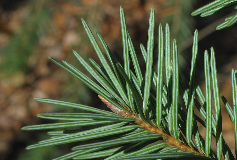 The big groups within Pinaceae have needles in bundles (Pinus, Larix, Cedrus, Pseudolarix; left) or needles solitary (Picea, Abies, Pseudotsuga, Tsuga; right). You need to look closely enough to make absolutely sure that you have got this distinction right. Bundle or solitary ?