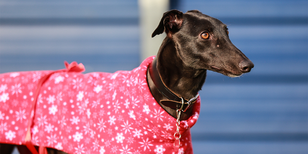 Battersea_'s tweet image. Though it can be tempting to dress your pet up in festive costumes, they can be stressful for our four-legged friends. Instead, opt for a dog-friendly jumper or coat. They can keep your dog warm on walks, especially those with fine coats like Staffies and Greyhounds. 💙