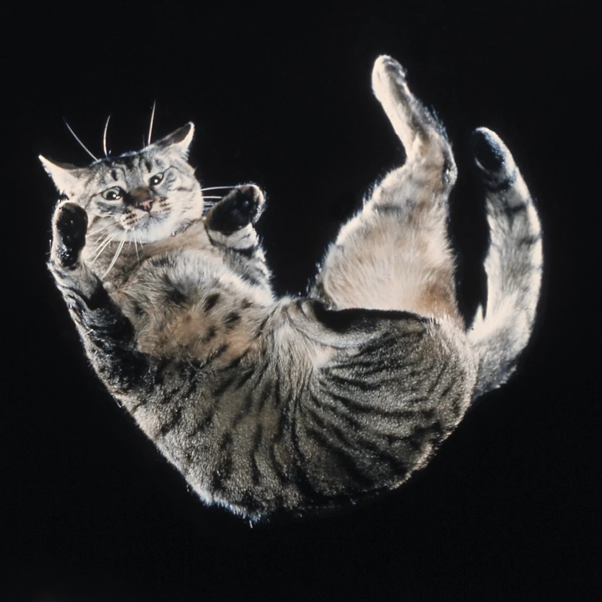 Кот падает