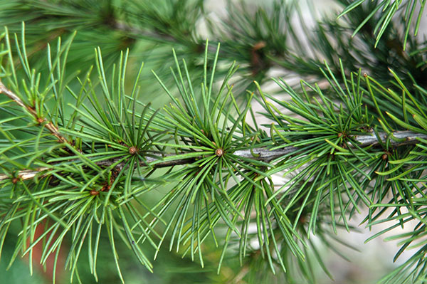 Evergreen trees with needles in bundles of 10 or more are Cedrus (illustrated).  If deciduous, then something else (next tweet). The cones of Cedrus are huge (7-12cm long and more than 2cm wide).