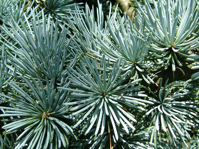 Evergreen trees with needles in bundles of 10 or more are Cedrus (illustrated).  If deciduous, then something else (next tweet). The cones of Cedrus are huge (7-12cm long and more than 2cm wide).