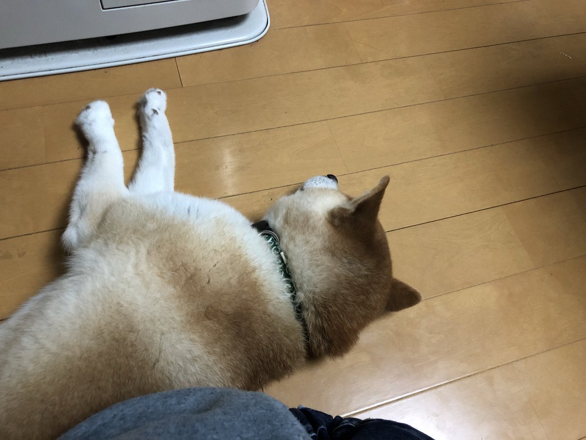 鉄心 ゴロンして撫で撫での後 私の背後に回り 背中と背中をくっつけて寝る鉄心さん ストーブの前だったので このあと暑くなったようで移動してました 柴犬 鉄心 ゴロンして撫で撫での後 私の背後に回り 背中と背中をくっつけて寝る鉄心さん ストーブの前だったので このあと暑くなったようで移動してました 柴犬