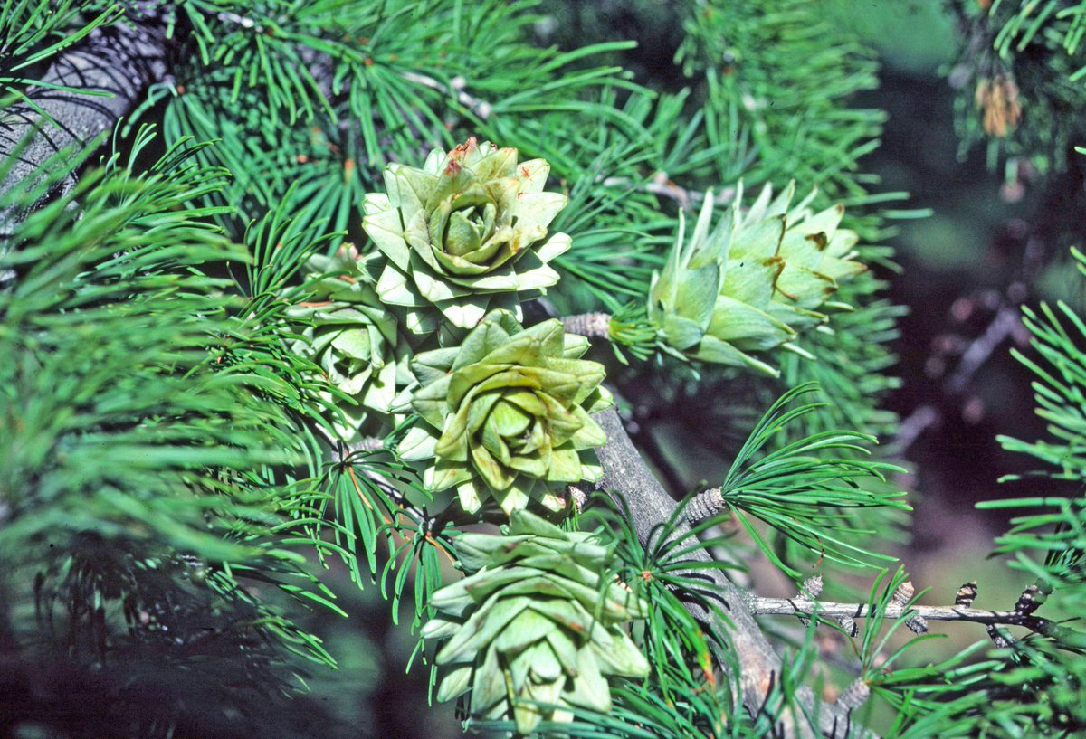 There are two deciduous genera in Pinaceae with needles in bundles. Female cones papery, disintegrating on the tree is Pseudolarix (left).  Female cones woody, remaining on the tree is Larix (right).