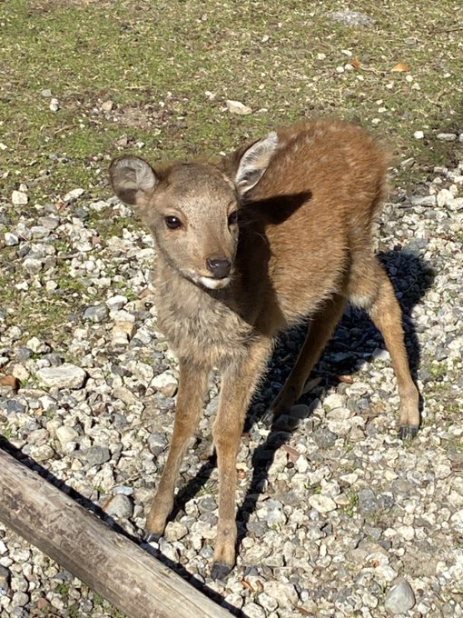 子鹿のtwitterイラスト検索結果