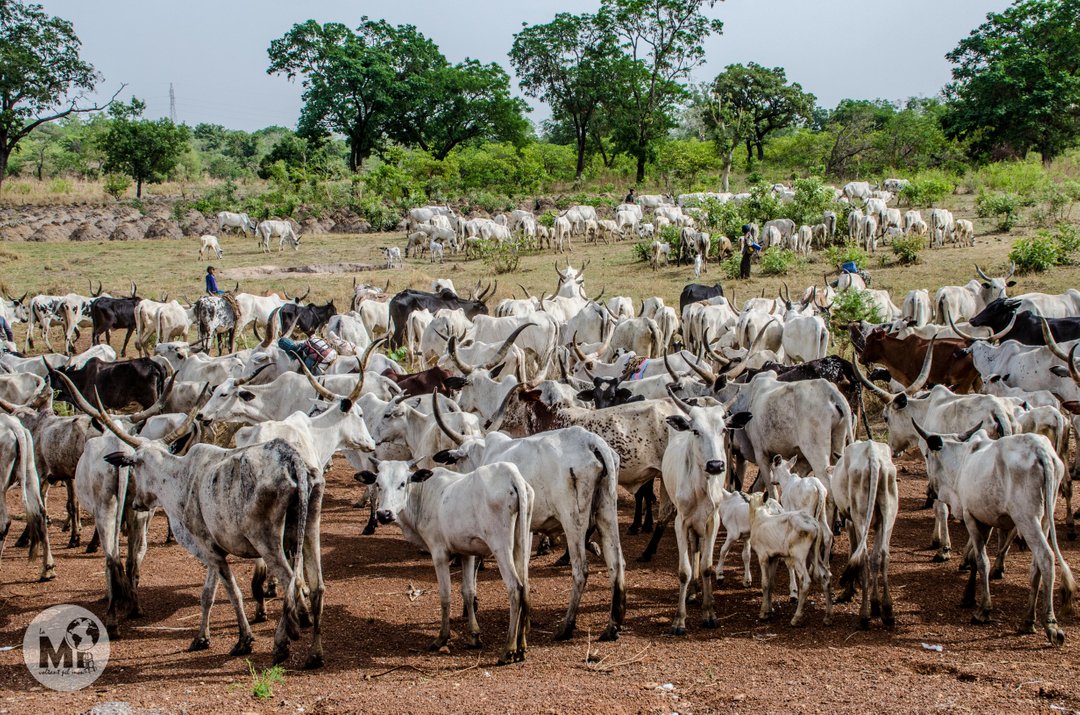 Dia de mercat! Els mercats de bestiar amb centenars d'exemplars de vaques africanes, primes i de llarga cornamenta, son un habitual en els viatges i tota una experiència!

#benin #africa #igersbenin #travelblogger #travelphotographer #travelphotography #instatravel #market #trav