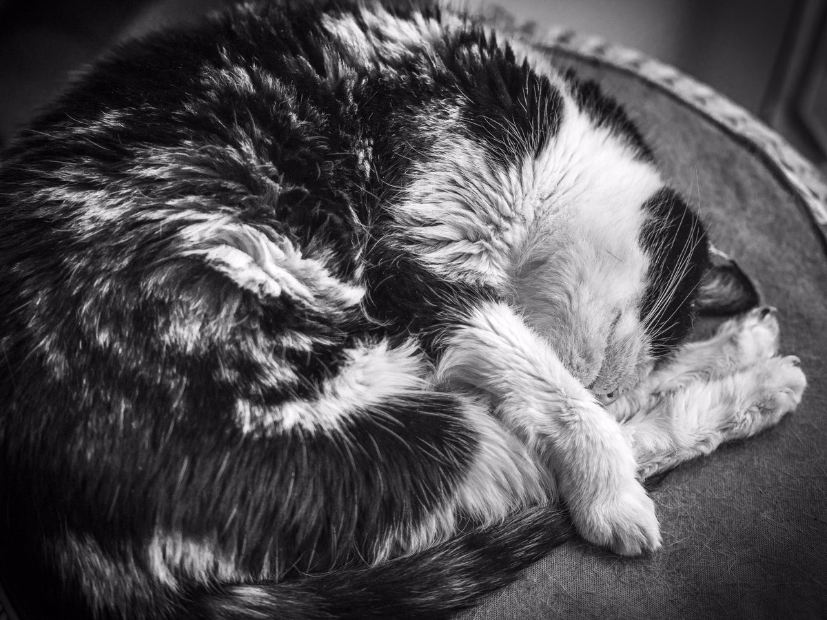 jamesbolton2222's tweet image. Kitney being the subject of the lens this morning. She has got the right idea about a Sunday morning. She did however tell what she thinks in the last photo😂 #oldcats #oldcatsofinstagram #catsofinstagram #cats #monochrome #monochromatic #animalphotography #petphotography #leica
