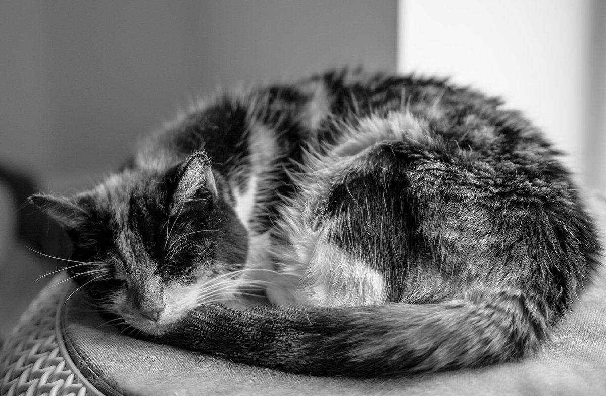 jamesbolton2222's tweet image. Kitney being the subject of the lens this morning. She has got the right idea about a Sunday morning. She did however tell what she thinks in the last photo😂 #oldcats #oldcatsofinstagram #catsofinstagram #cats #monochrome #monochromatic #animalphotography #petphotography #leica