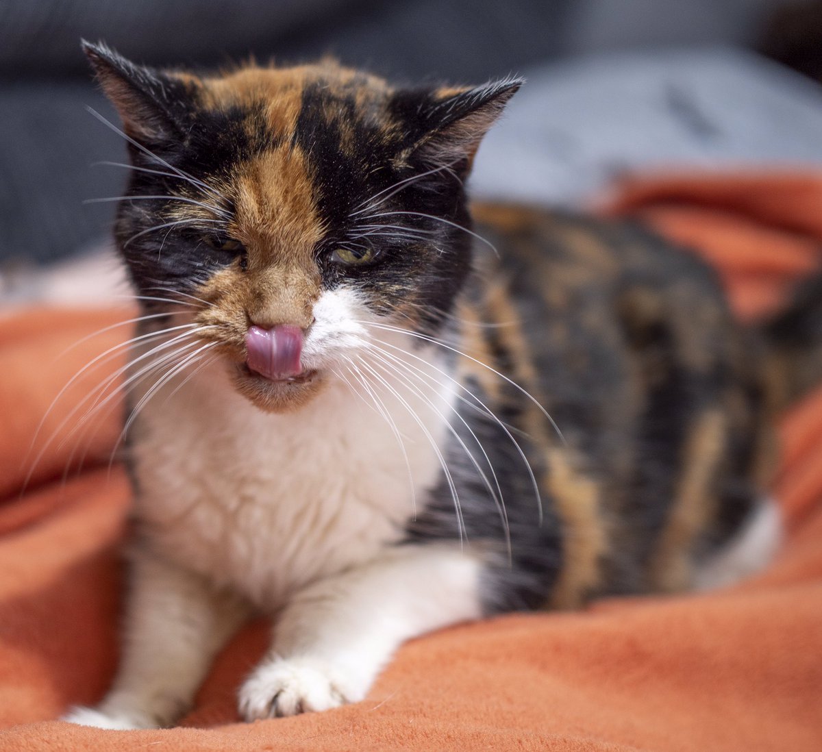 jamesbolton2222's tweet image. Kitney being the subject of the lens this morning. She has got the right idea about a Sunday morning. She did however tell what she thinks in the last photo😂 #oldcats #oldcatsofinstagram #catsofinstagram #cats #monochrome #monochromatic #animalphotography #petphotography #leica