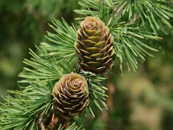 There are two deciduous genera in Pinaceae with needles in bundles. Female cones papery, disintegrating on the tree is Pseudolarix (left).  Female cones woody, remaining on the tree is Larix (right).