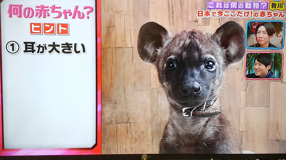 Aiyu ハイエナの赤ちゃん可愛いなあ ラギー