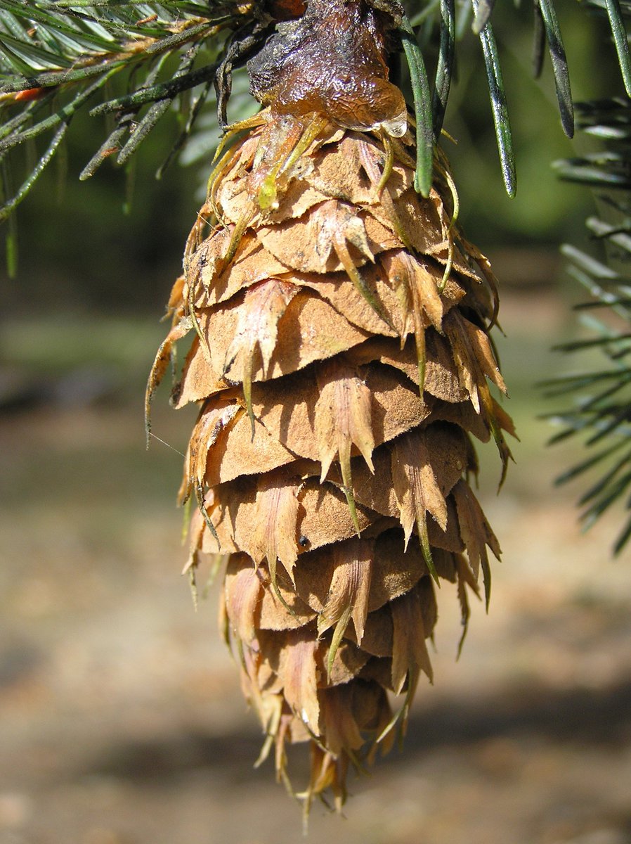 Now for the genera with single needles. There are two huge genera, Spruces (Picea) and True Firs (Abies), but we’ll come to these shortly. The two genera Tsuga and Pseudotsuga are easy to tell apart with cones because the bracts of Pseudotsuga are uniquely large (illustrated)