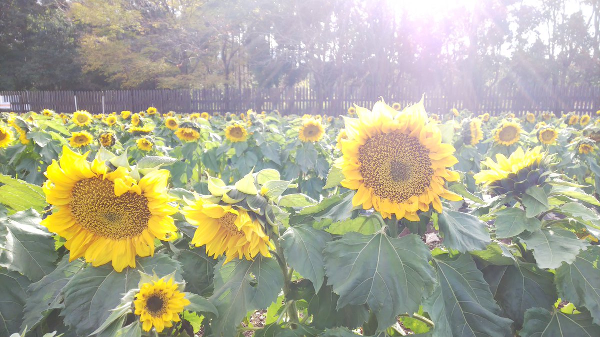 chiromasahiro's tweet photo. ひまわりキレイ🌻(今日撮影しました😲)
大仏デカイ‼️🤣
夕日がエモい😢
素敵な石に出会えた😆
今日は、そんな1日でした😊
#こもれび森のイバライド
#牛久大仏
#霞ヶ浦
#SesameStone https://t.co/aRgY36wei5