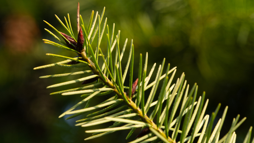 As usual, if you haven't got cones, then you need to do a bit more work. The buds of Pseudotsuga are large and fusiform (spindle-shaped, tapering at both ends; left) while Tsuga are small and oval (right) and the needles shorter and relatively broader.