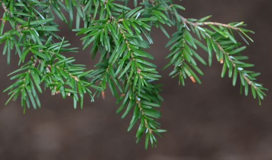 As usual, if you haven't got cones, then you need to do a bit more work. The buds of Pseudotsuga are large and fusiform (spindle-shaped, tapering at both ends; left) while Tsuga are small and oval (right) and the needles shorter and relatively broader.
