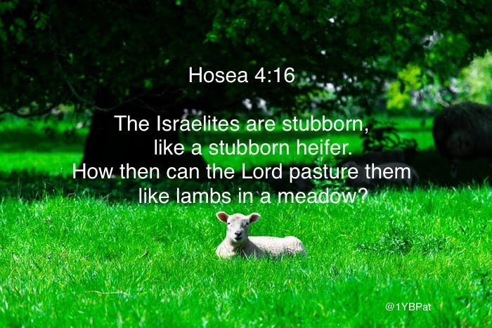 Pat on Twitter: "✝️ Today's 1-Yr #Bible ~ Hosea 4:16 True of God's people  in the OT...so often true of myself today. Stubborn heifer or trusting,  obedient lamb? Only with obedience comes
