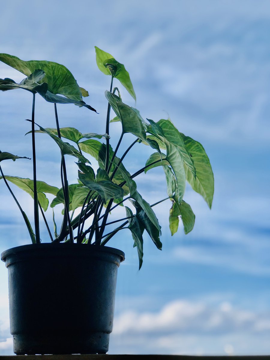 shrouk_arab's tweet image. كل ما بنتأمل أكتر حوالينا كل ما بنكتشف قد ايه ربنا أبدع في خلقه فعلاً 🤍💚